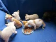 gatinhos