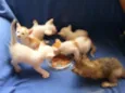 gatinhos