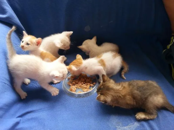 Gato ra a  idade Abaixo de 2 meses nome gatinhos