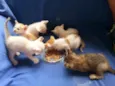 gatinhos