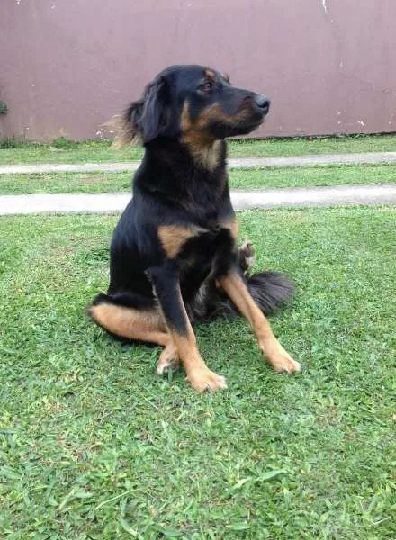 Cachorro ra a não tem idade 2 anos nome july