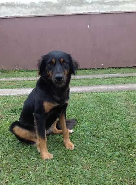 Cachorro ra a não tem idade 2 anos nome july