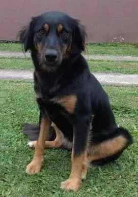 Cachorro ra a não tem idade 2 anos nome july
