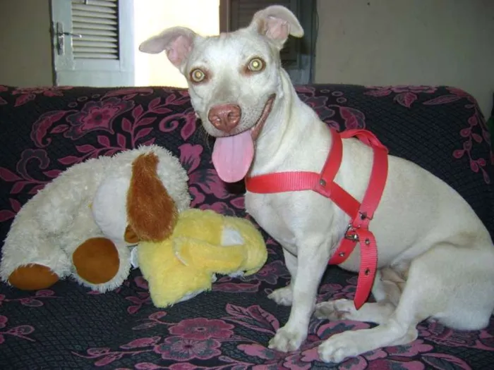 Cachorro ra a Não definida  idade 2 anos nome Nina