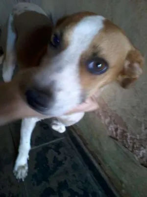 Cachorro raça  idade  nome Priscila