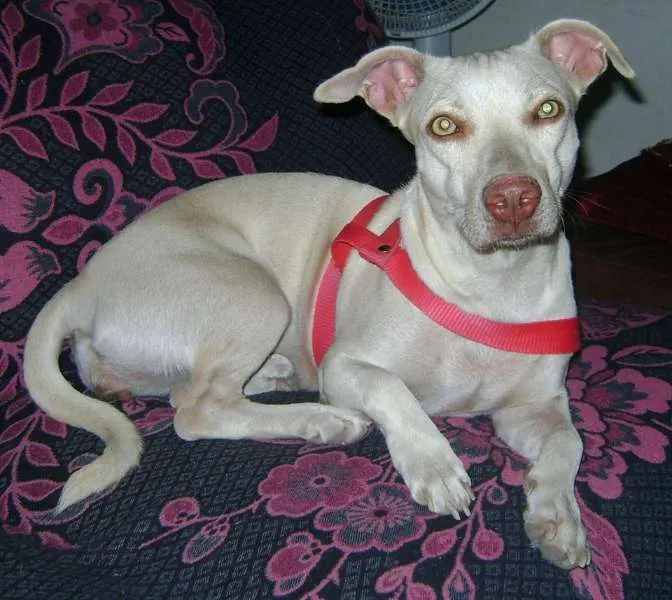 Cachorro ra a Não definida  idade 2 anos nome Nina