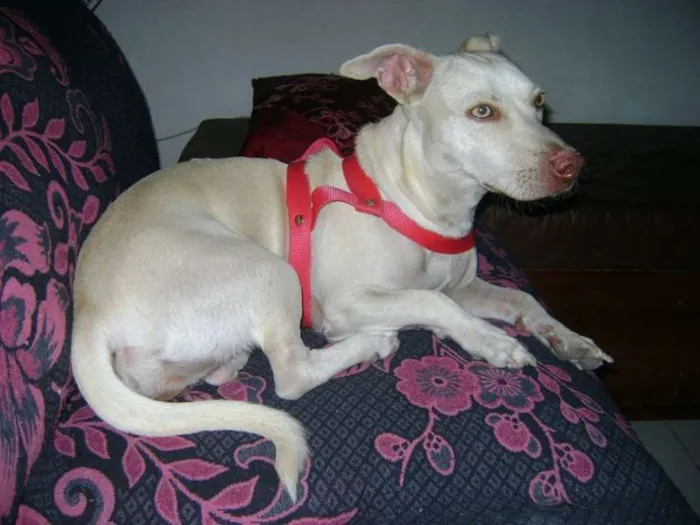 Cachorro ra a Não definida  idade 2 anos nome Nina