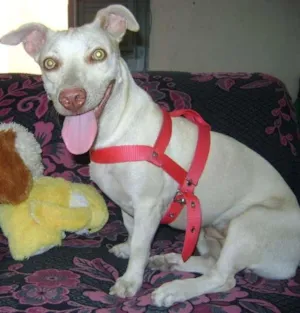 Cachorro raça Não definida  idade 2 anos nome Nina