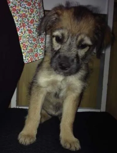 Cachorro ra a nao sei idade 2 a 6 meses nome filhotes