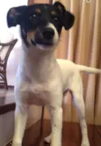 Pipa