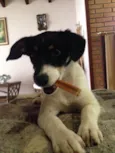 Pipa