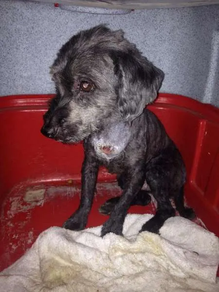 Cachorro ra a Lhasa idade 3 anos nome Totó