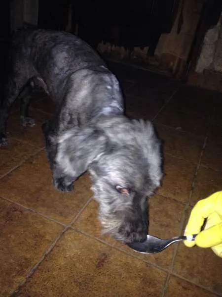 Cachorro ra a Lhasa idade 3 anos nome Totó