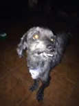 Totó