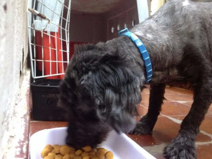 Cachorro ra a Lhasa idade 3 anos nome Totó