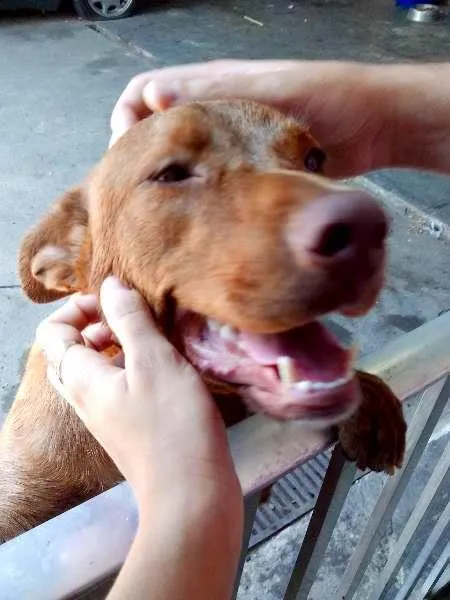 Cachorro raça Pitilata idade 7 a 11 meses nome Mia