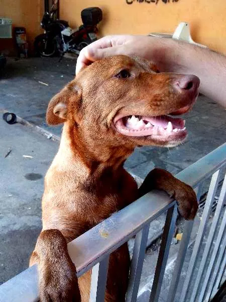 Cachorro raça Pitilata idade 7 a 11 meses nome Mia