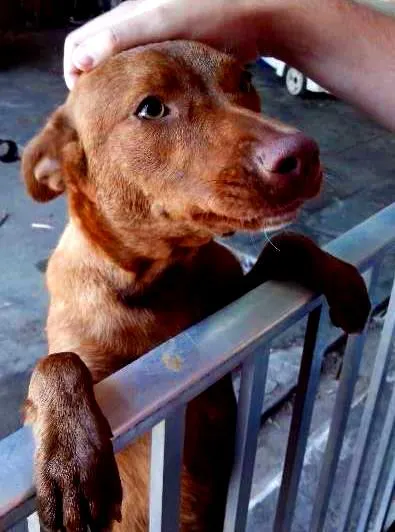 Cachorro raça Pitilata idade 7 a 11 meses nome Mia
