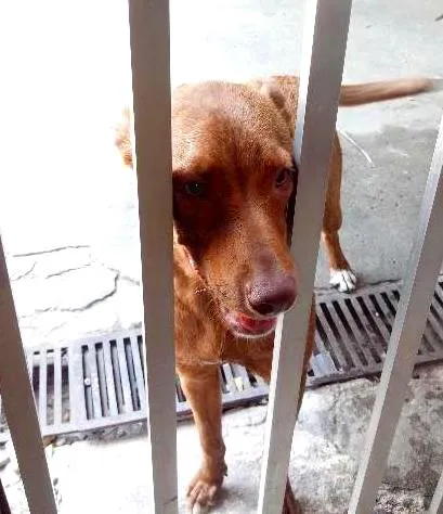 Cachorro raça Pitilata idade 7 a 11 meses nome Mia