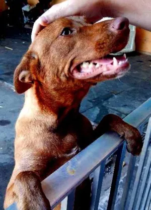 Cachorro raça Pitilata idade 7 a 11 meses nome Mia