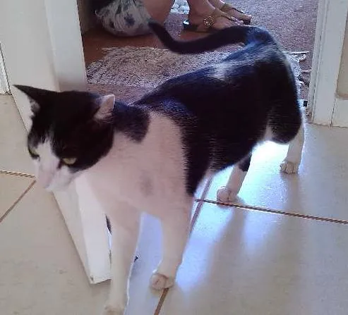 Gato ra a desconhecida idade nome nao tem