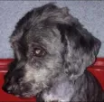 Totó