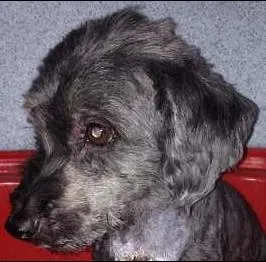 Cachorro raça Lhasa idade 3 anos nome Totó