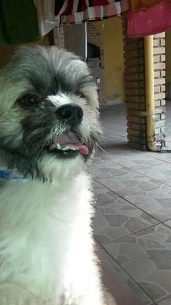 Cachorro ra a Lhasa Apso idade 4 anos nome Tonny