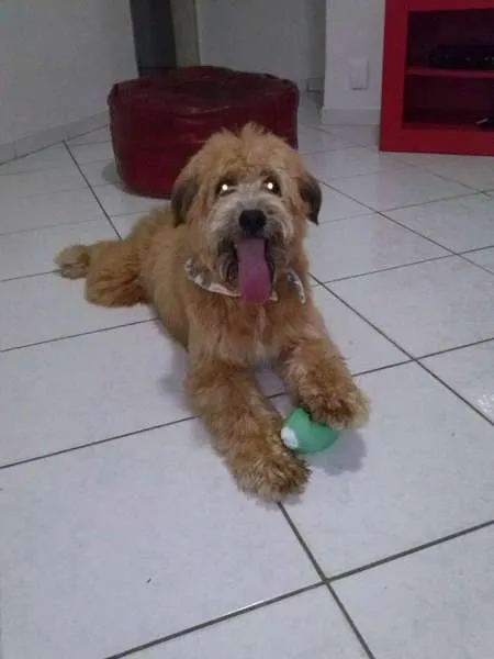 Cachorro ra a SRD idade 7 a 11 meses nome THOR