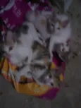 Lindinha, docinho e