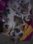 Lindinha, docinho e