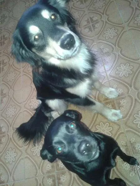 Cachorro ra a SRD idade Abaixo de 2 meses nome Sem nome