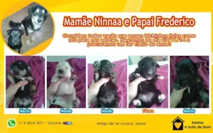 Cachorro raça SRD idade Abaixo de 2 meses nome Sem nome