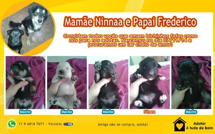 Cachorro ra a SRD idade Abaixo de 2 meses nome Sem nome