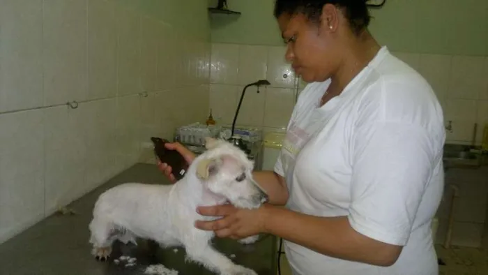 Cachorro raça Rottweiler/Mestiço idade 3 anos nome Bummer/Nina