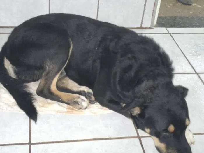 Cachorro raça Rottweiler/Mestiço idade 3 anos nome Bummer/Nina