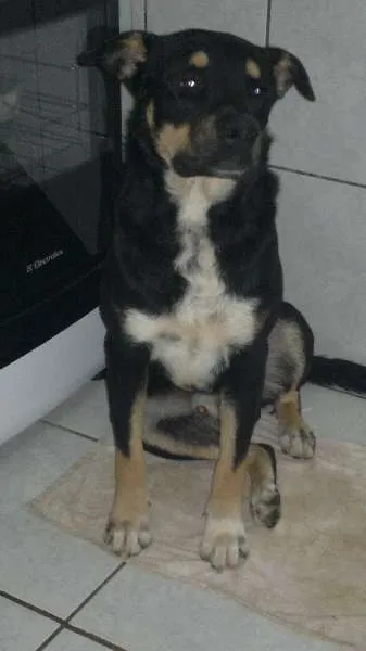 Cachorro raça Rottweiler/Mestiço idade 3 anos nome Bummer/Nina