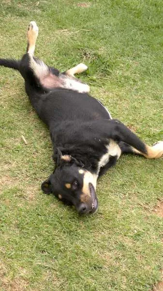 Cachorro raça Rottweiler/Mestiço idade 3 anos nome Bummer/Nina