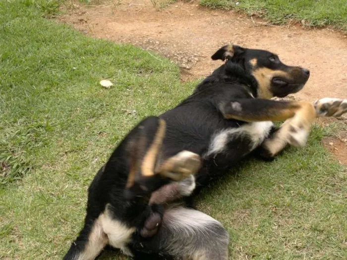 Cachorro raça Rottweiler/Mestiço idade 3 anos nome Bummer/Nina
