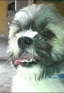 Cachorro raça Lhasa Apso idade 4 anos nome Tonny