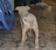 Van Damme