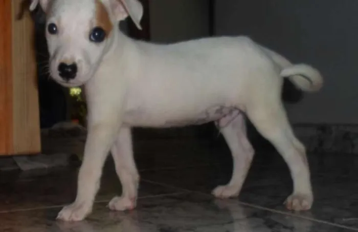 Cachorro ra a SRD idade Abaixo de 2 meses nome Van Damme