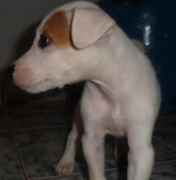 Cachorro ra a SRD idade Abaixo de 2 meses nome Van Damme