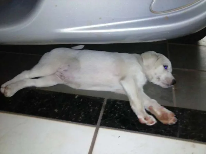 Cachorro ra a vira lata idade Abaixo de 2 meses nome Branquinho