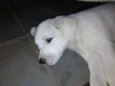 Branquinho