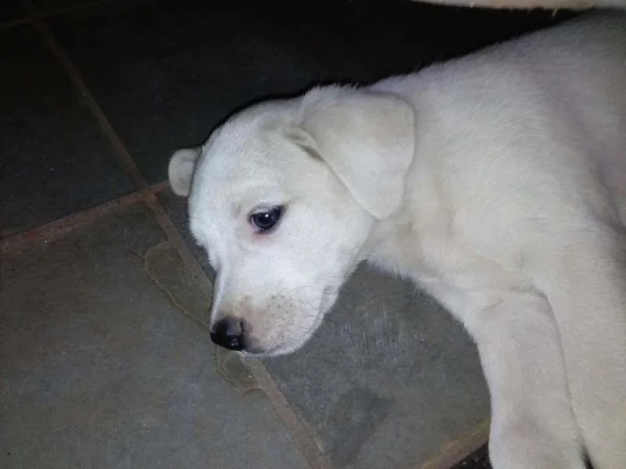 Cachorro ra a vira lata idade Abaixo de 2 meses nome Branquinho