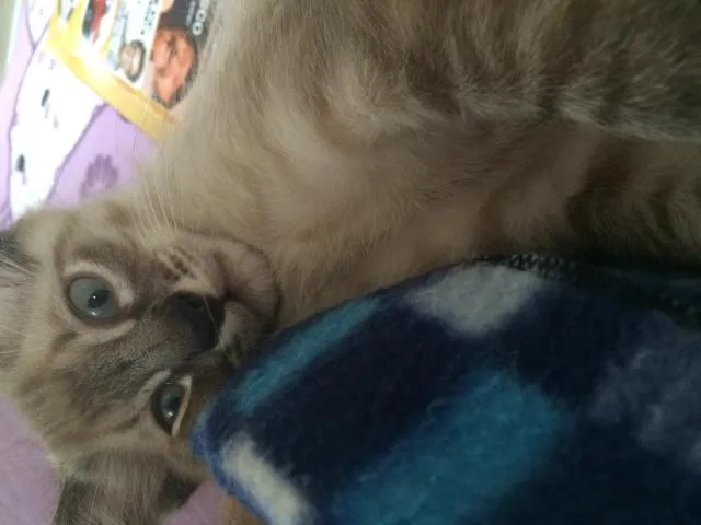 Gato ra a  idade 2 a 6 meses nome Não tem ainda