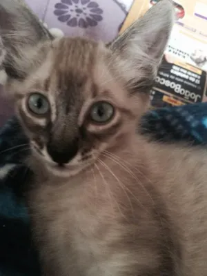Gato raça  idade 2 a 6 meses nome Não tem ainda