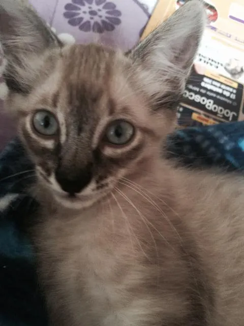 Gato ra a  idade 2 a 6 meses nome Não tem ainda