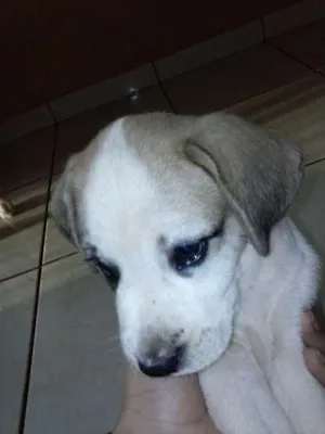 Cachorro raça viralata idade Abaixo de 2 meses nome Floquinho